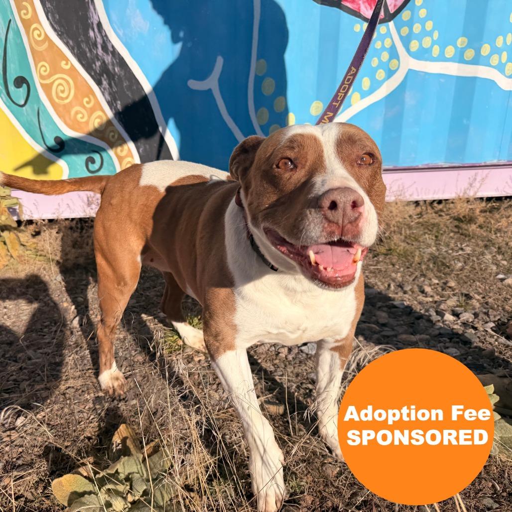 Trixie, a Adoptable mixed breed in Pagosa Springs, CO image 2/3