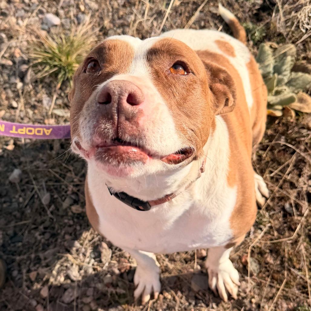Enlarge Trixie, a Adoptable American Staffordshire Terrier in Pagosa Springs, CO image 4/4