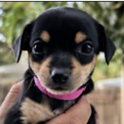 Enlarge Zipper (magenta), a Adoptable Chihuahua in Redmond, WA image 1/3