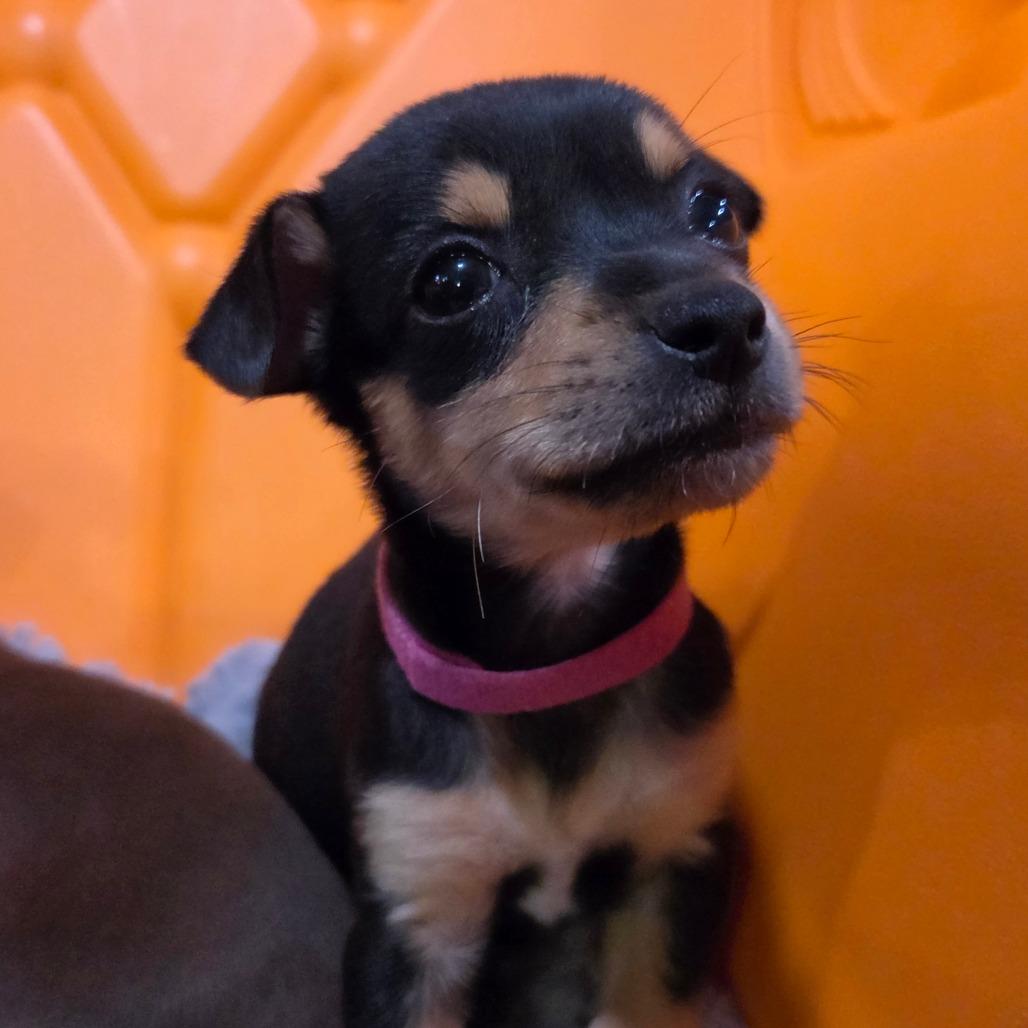Enlarge Zipper (magenta), a Adoptable Chihuahua in Redmond, WA image 2/3