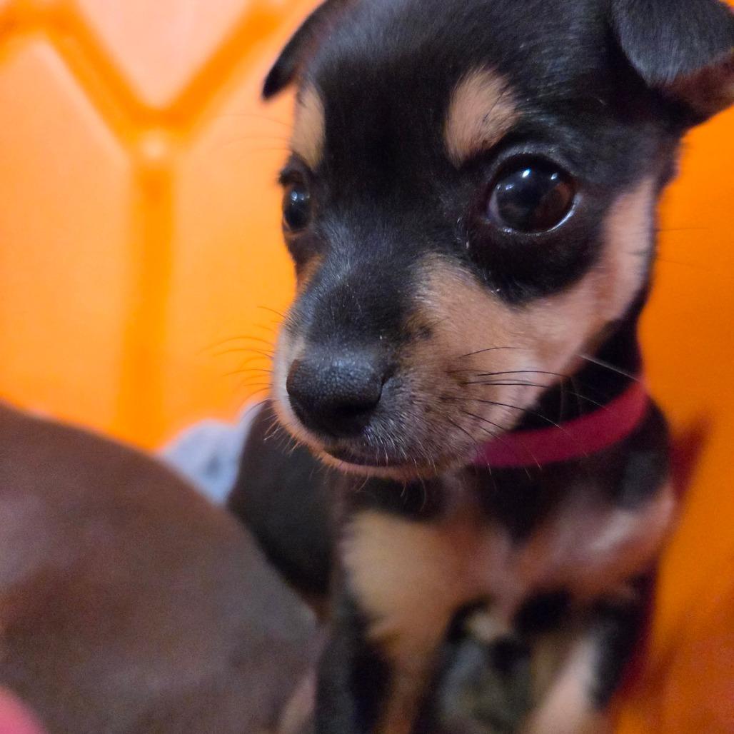Enlarge Zipper (magenta), a Adoptable Chihuahua in Redmond, WA image 3/3