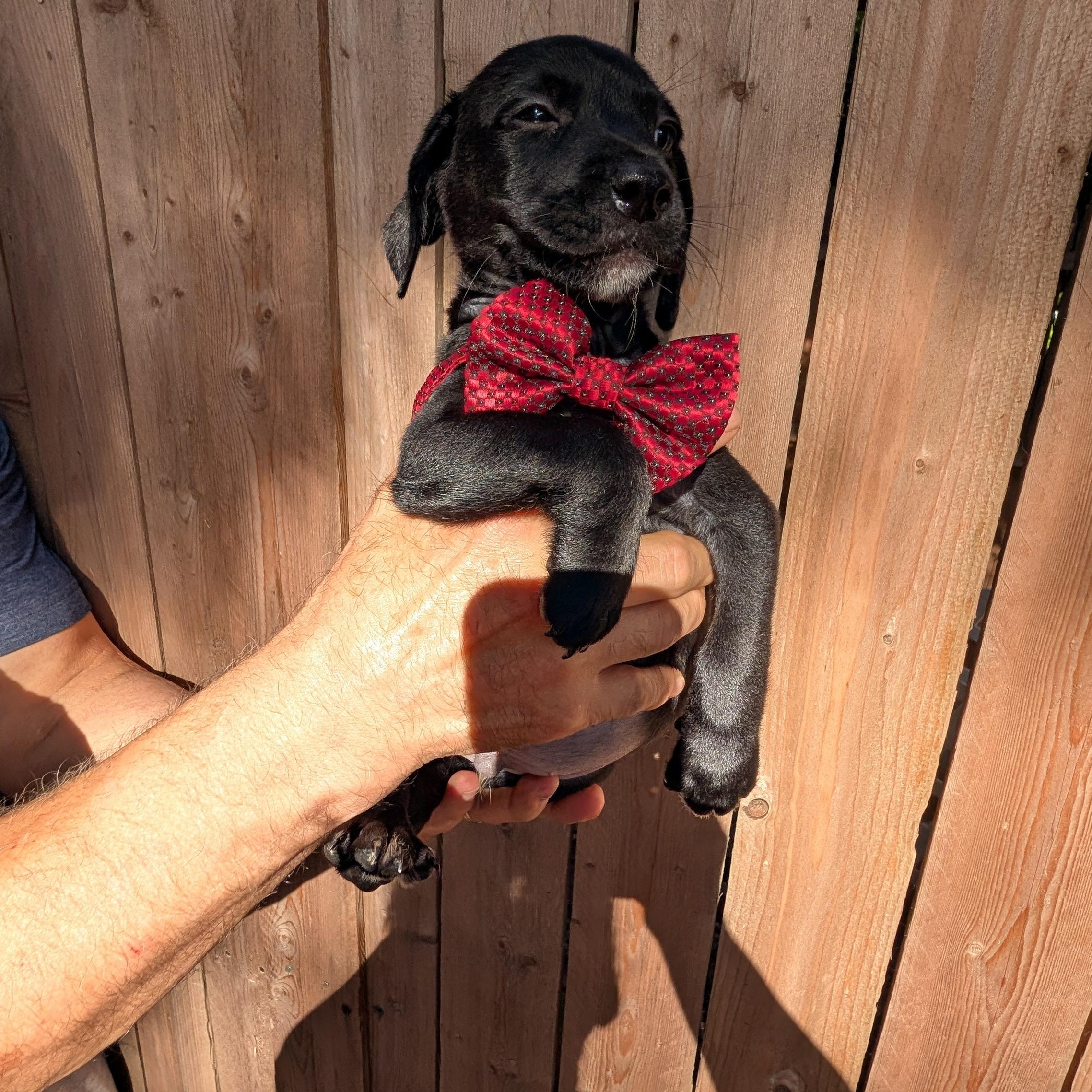 Enlarge COBBLER, a Adoptable mixed breed in Browns Mills, NJ image 1/3
