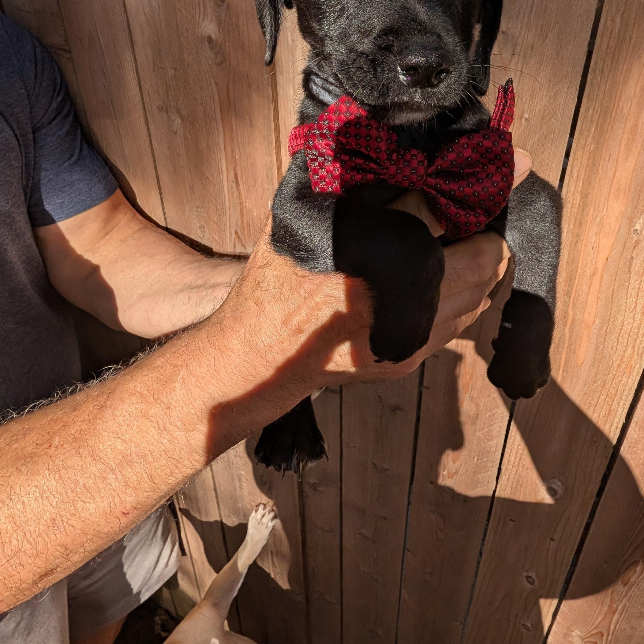 Enlarge COBBLER, a Adoptable mixed breed in Browns Mills, NJ image 2/3
