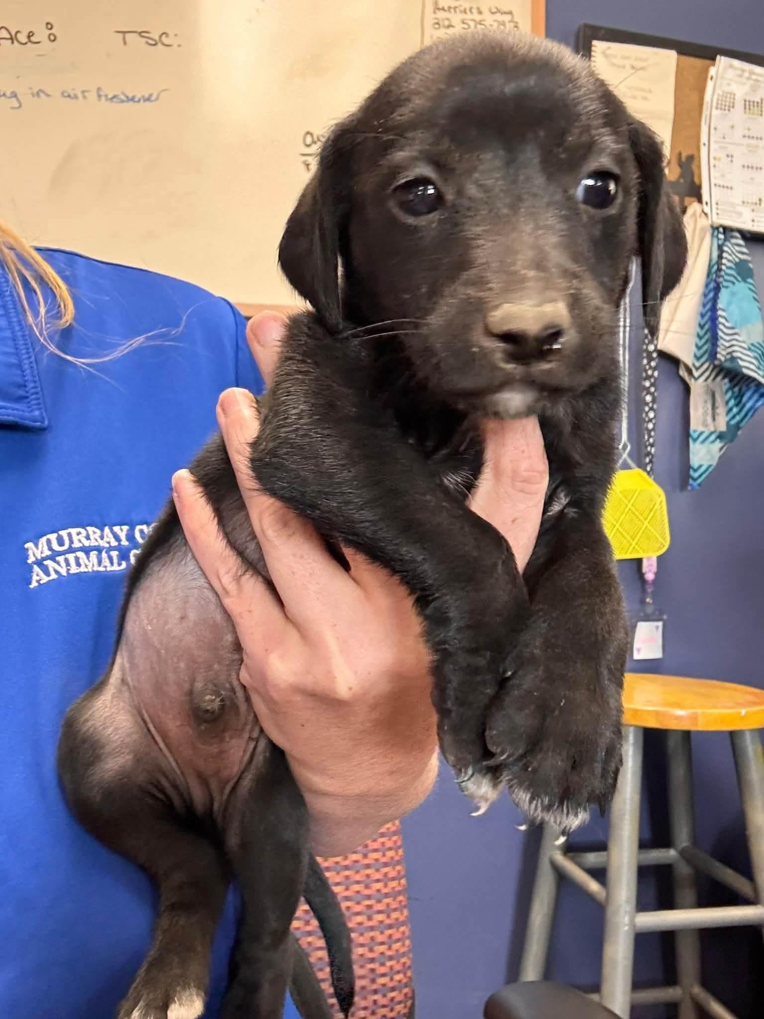 COBBLER, Adoptable, Puppy Male Chihuahua & Terrier.
