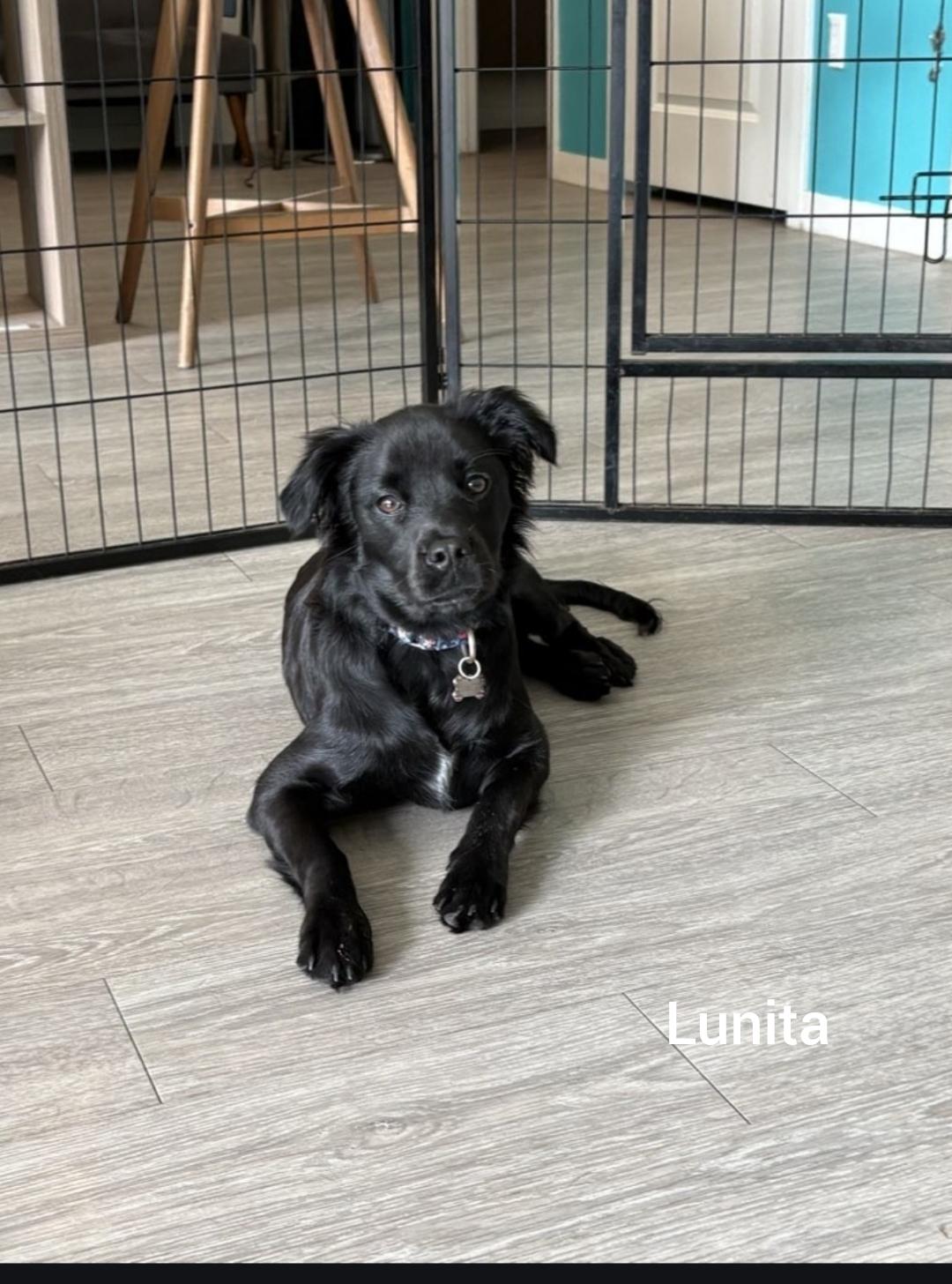 Lunita (Orlando FL), an adopted mixed breed in Orlando, FL image 2/2