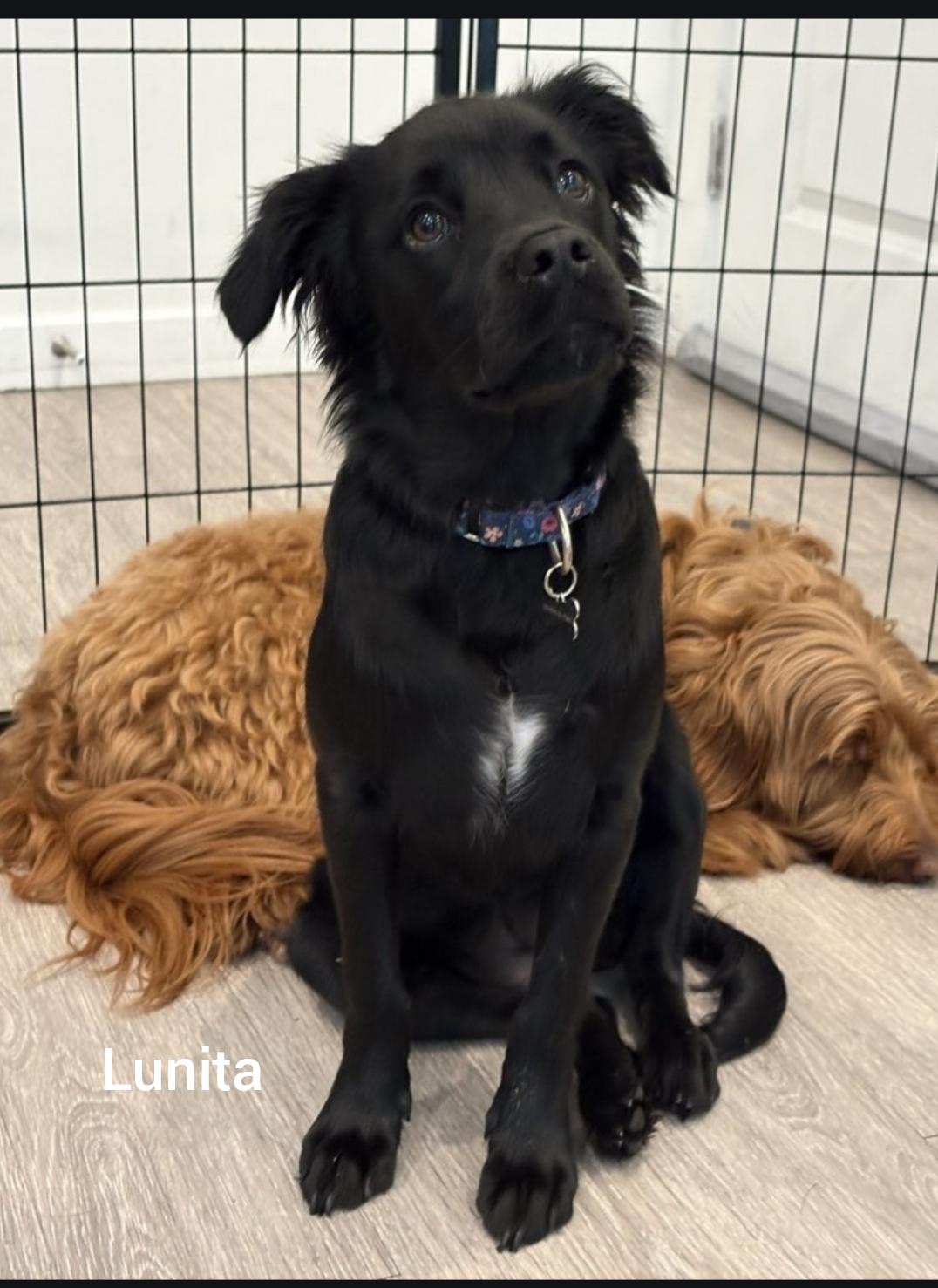 Lunita (Orlando FL), an adopted mixed breed in Orlando, FL image 1/2