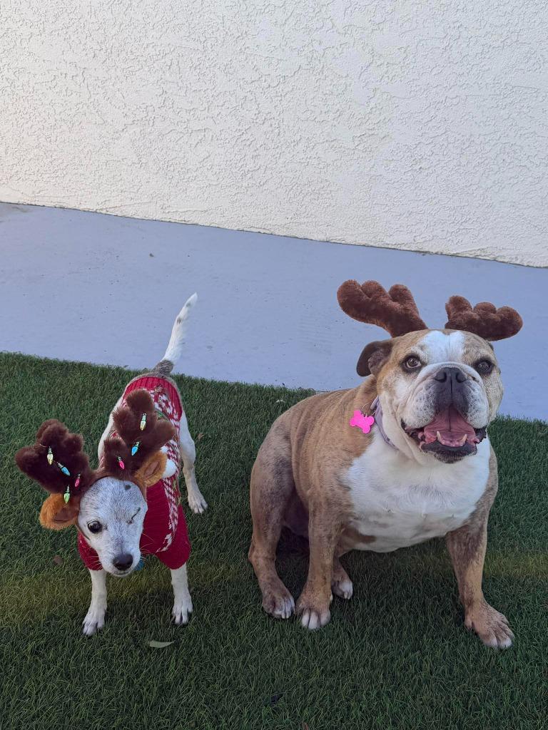 Moxie — thumbnail 6