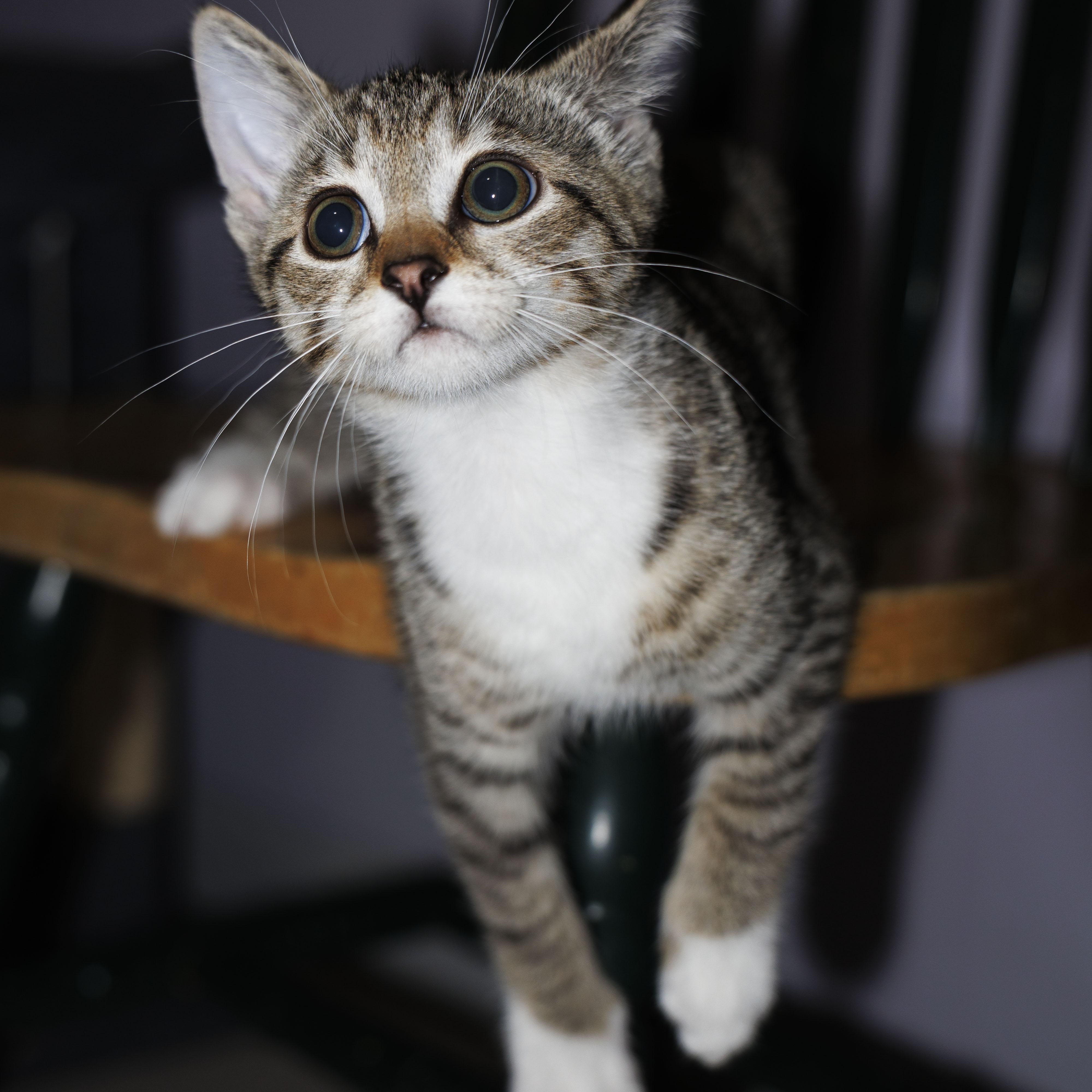 Enlarge Serena, a Adoptable Domestic Short Hair in Mount Rainier, MD image 3/4