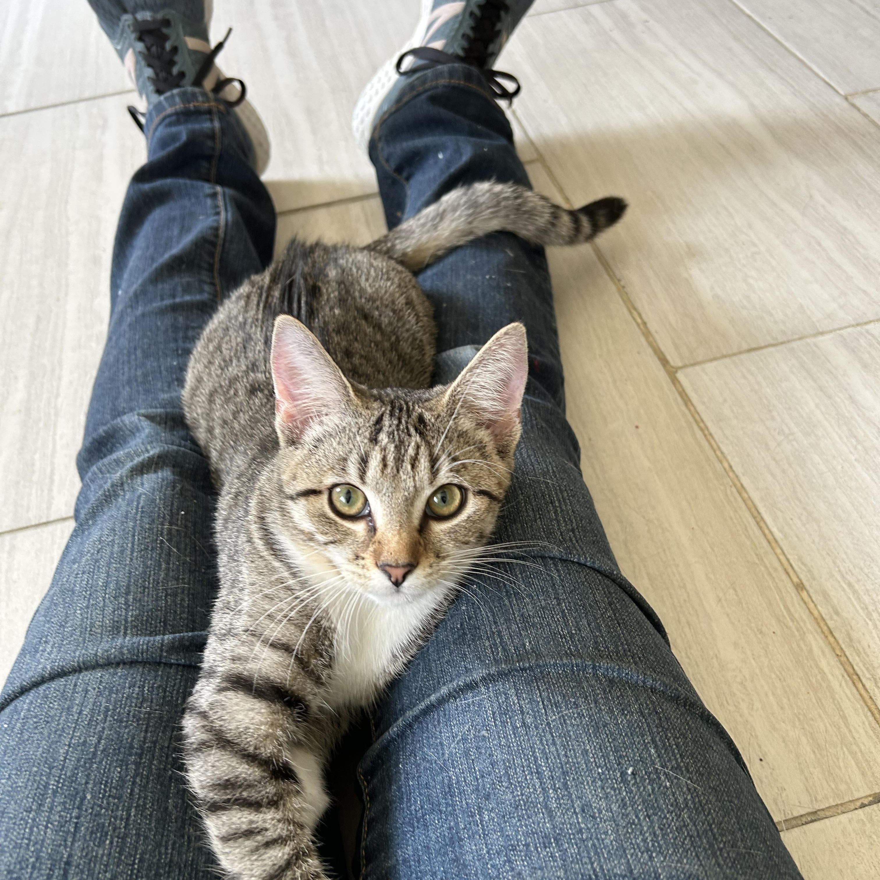 Enlarge Serena, a Adoptable Domestic Short Hair in Mount Rainier, MD image 2/4