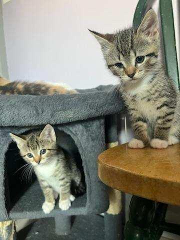 Enlarge Serena, a Adoptable Domestic Short Hair in Mount Rainier, MD image 4/4