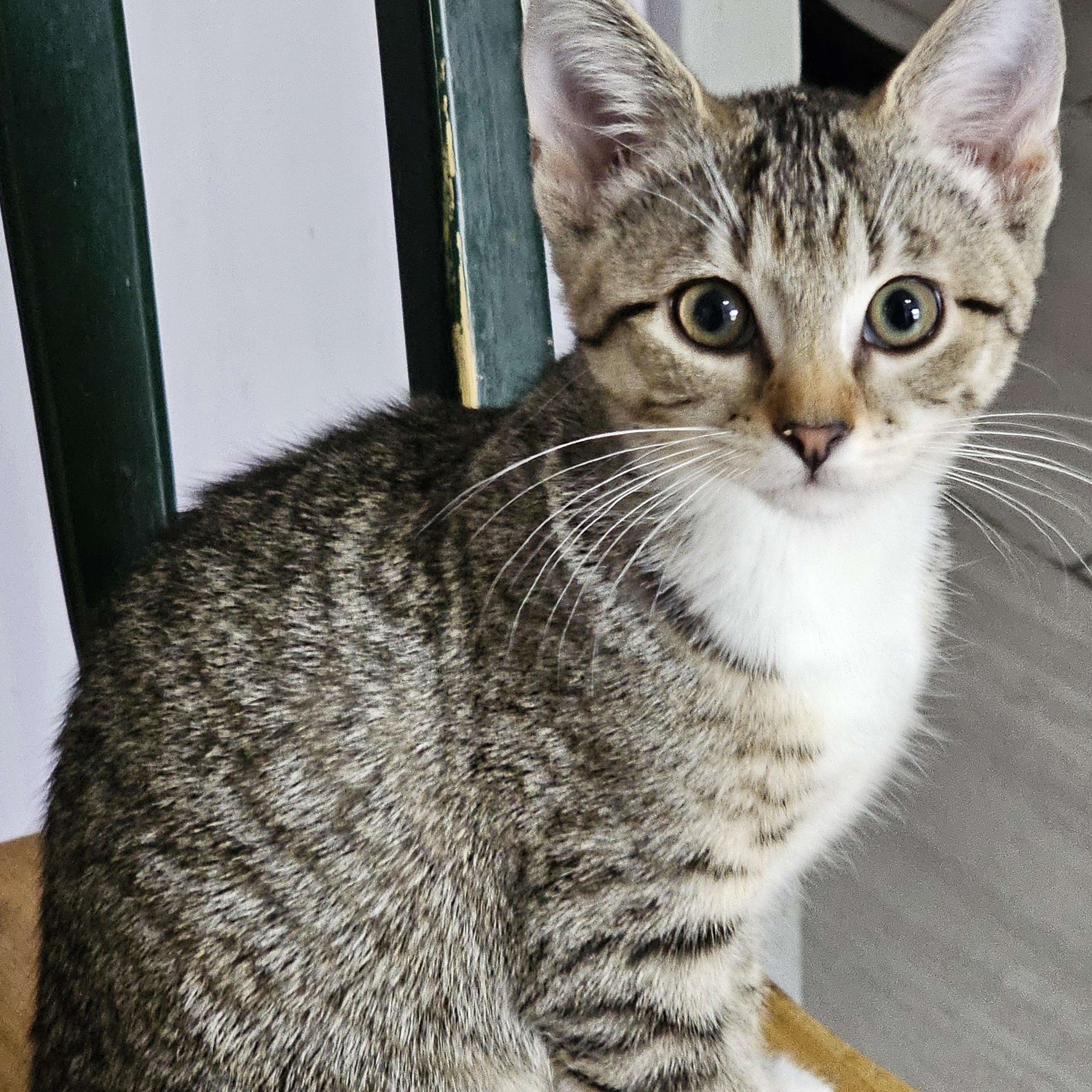 Serena, Adoptable, Kitten Female Domestic Short Hair.