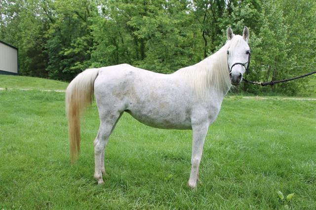Enlarge MIST, a Adoptable Arabian in Union, MO image 1/1