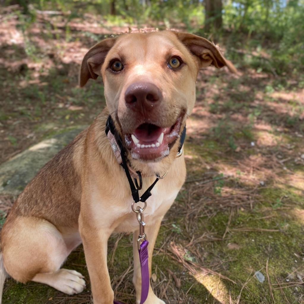 Enlarge Shadow, a Adoptable Mixed Breed in Peachtree City, GA image 1/6