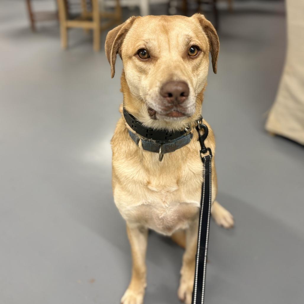 Enlarge Shadow, a Adoptable Mixed Breed in Peachtree City, GA image 2/6