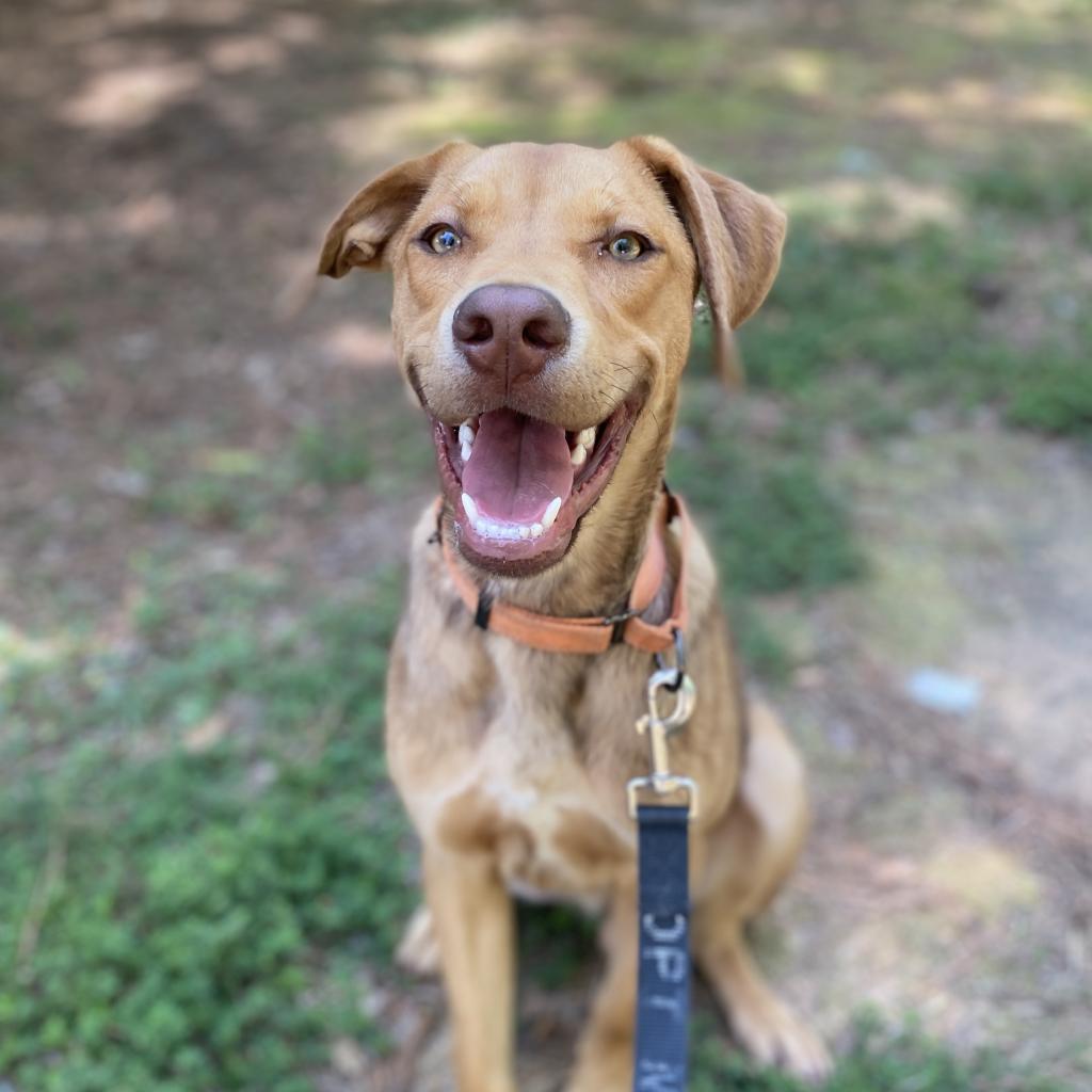 Enlarge Shadow, a Adoptable Mixed Breed in Peachtree City, GA image 3/6