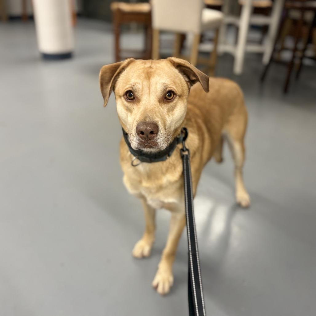 Enlarge Shadow, a Adoptable Mixed Breed in Peachtree City, GA image 4/6