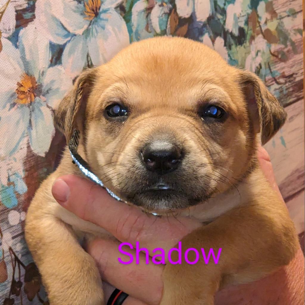 Enlarge Shadow, a Adoptable Mixed Breed in Peachtree City, GA image 5/6
