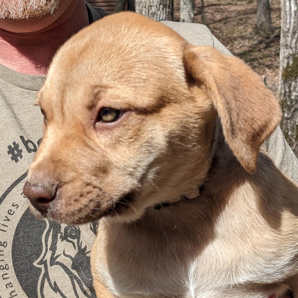 Enlarge Shadow, a Adoptable Mixed Breed in Peachtree City, GA image 6/6