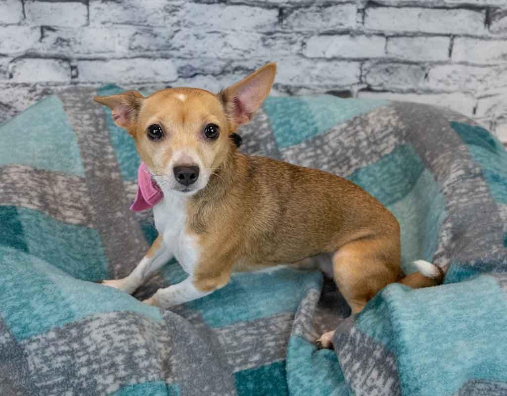 Carla, an adopted mixed breed in Kennesaw, GA image 5/6