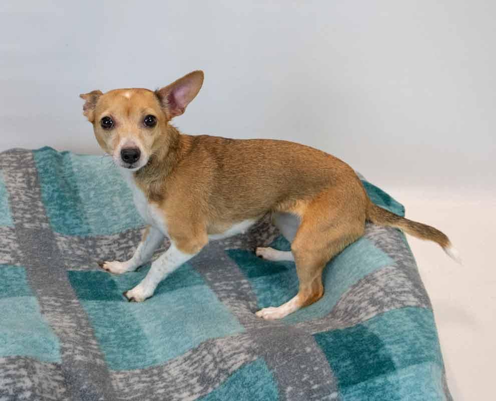 Carla, an adopted mixed breed in Kennesaw, GA image 3/6