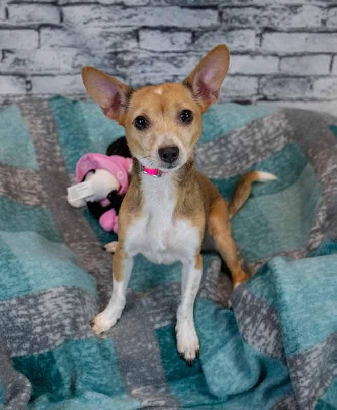 Carla, an adopted mixed breed in Kennesaw, GA image 6/6