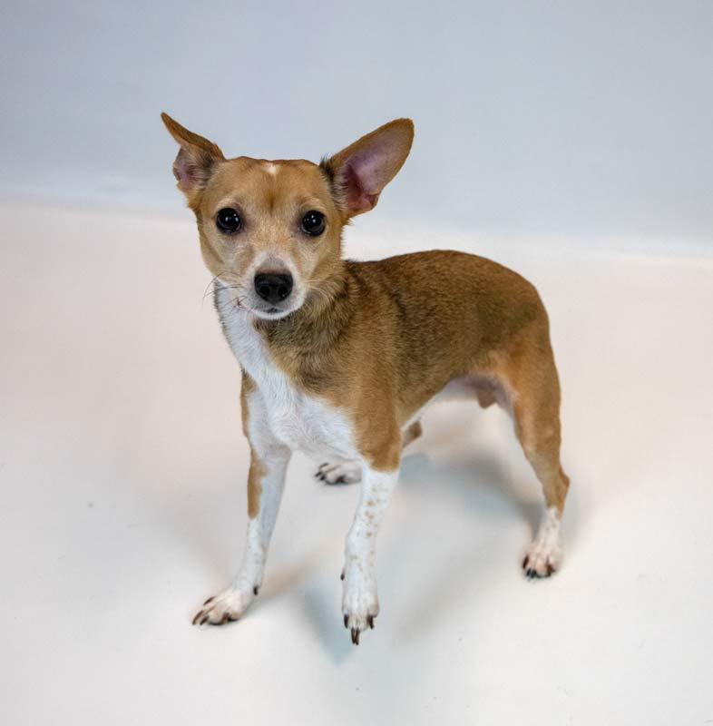 Carla, an adopted mixed breed in Kennesaw, GA image 2/6