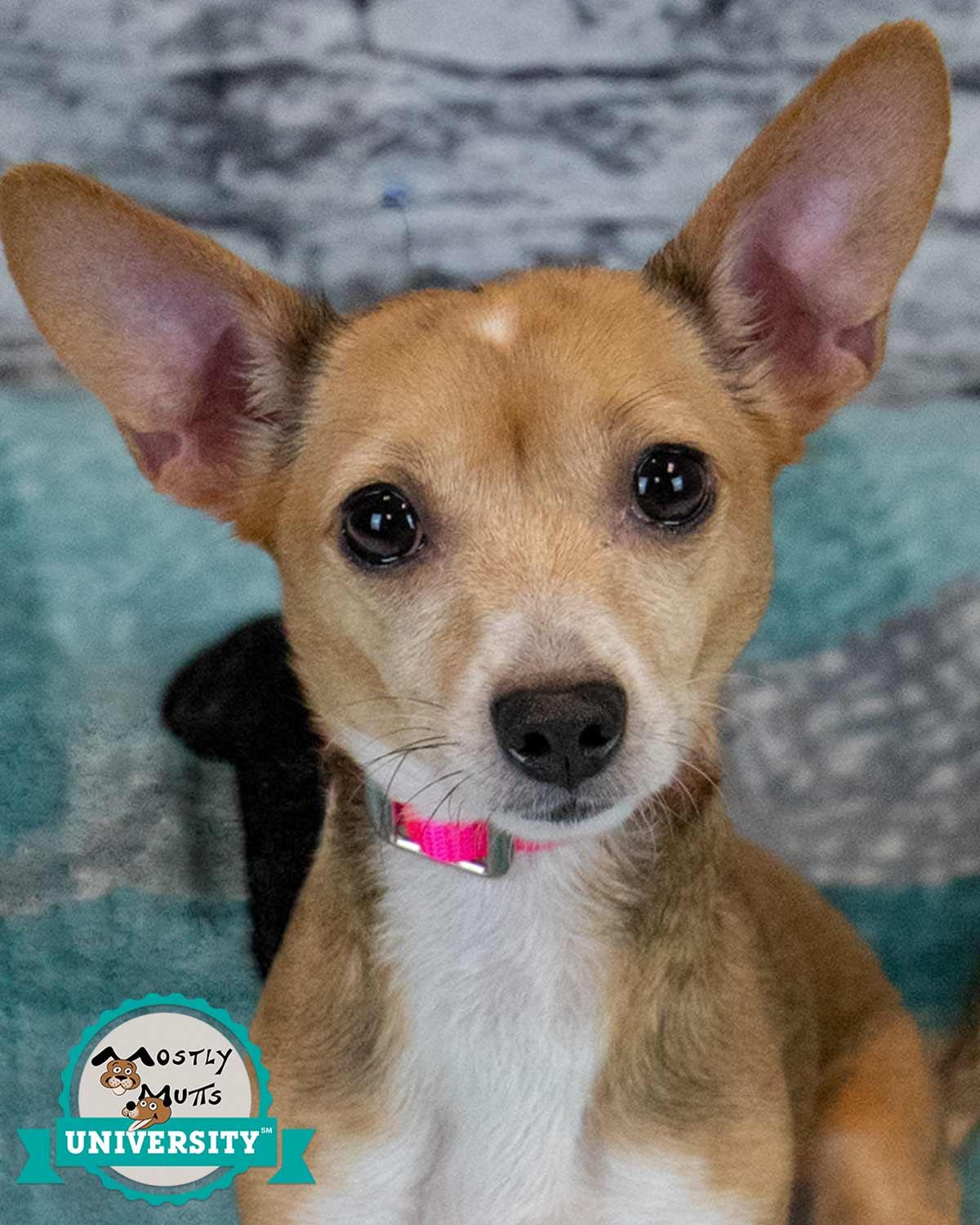 Carla, adopted, Young Female Chihuahua & Jack Russell Terrier.
