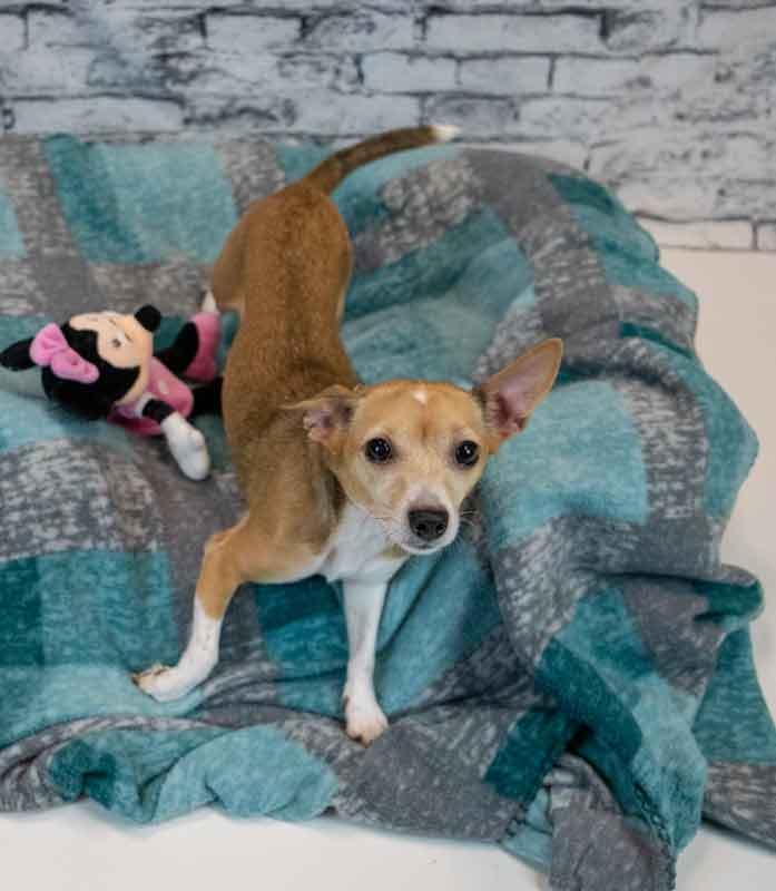 Carla, an adopted mixed breed in Kennesaw, GA image 4/6