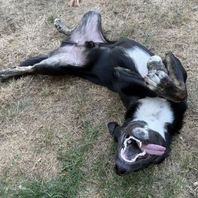 Enlarge Mr. Storm, a Adoptable mixed breed in Bellingham, WA image 6/6