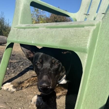 Enlarge Mr. Storm, a Adoptable mixed breed in Bellingham, WA image 2/6