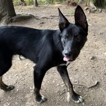 Enlarge Mr. Storm, a Adoptable mixed breed in Bellingham, WA image 5/6
