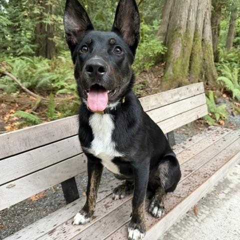Enlarge Mr. Storm, a Adoptable mixed breed in Bellingham, WA image 1/6
