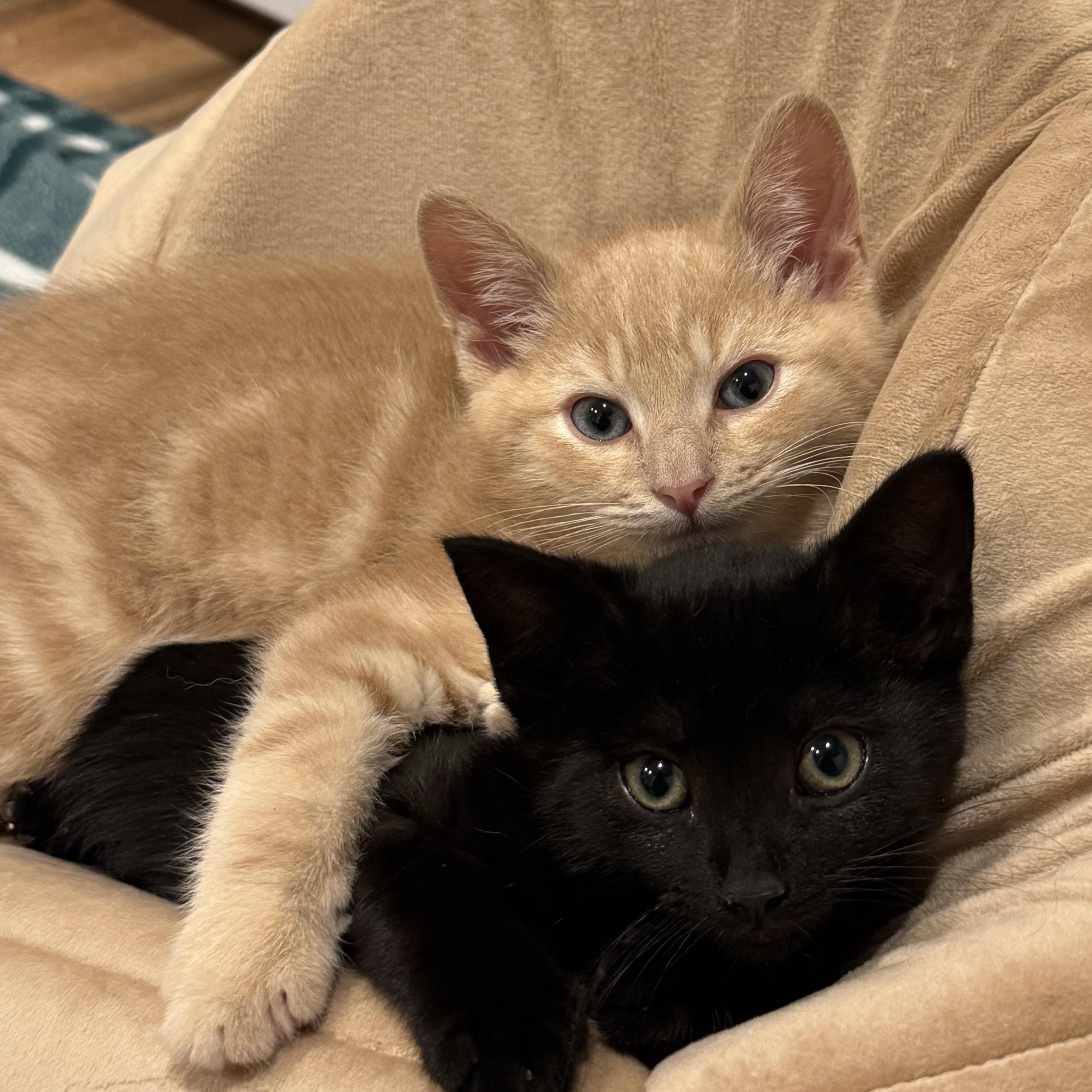 Monica, an adoptable Domestic Short Hair in Montclair, NJ image 3/6