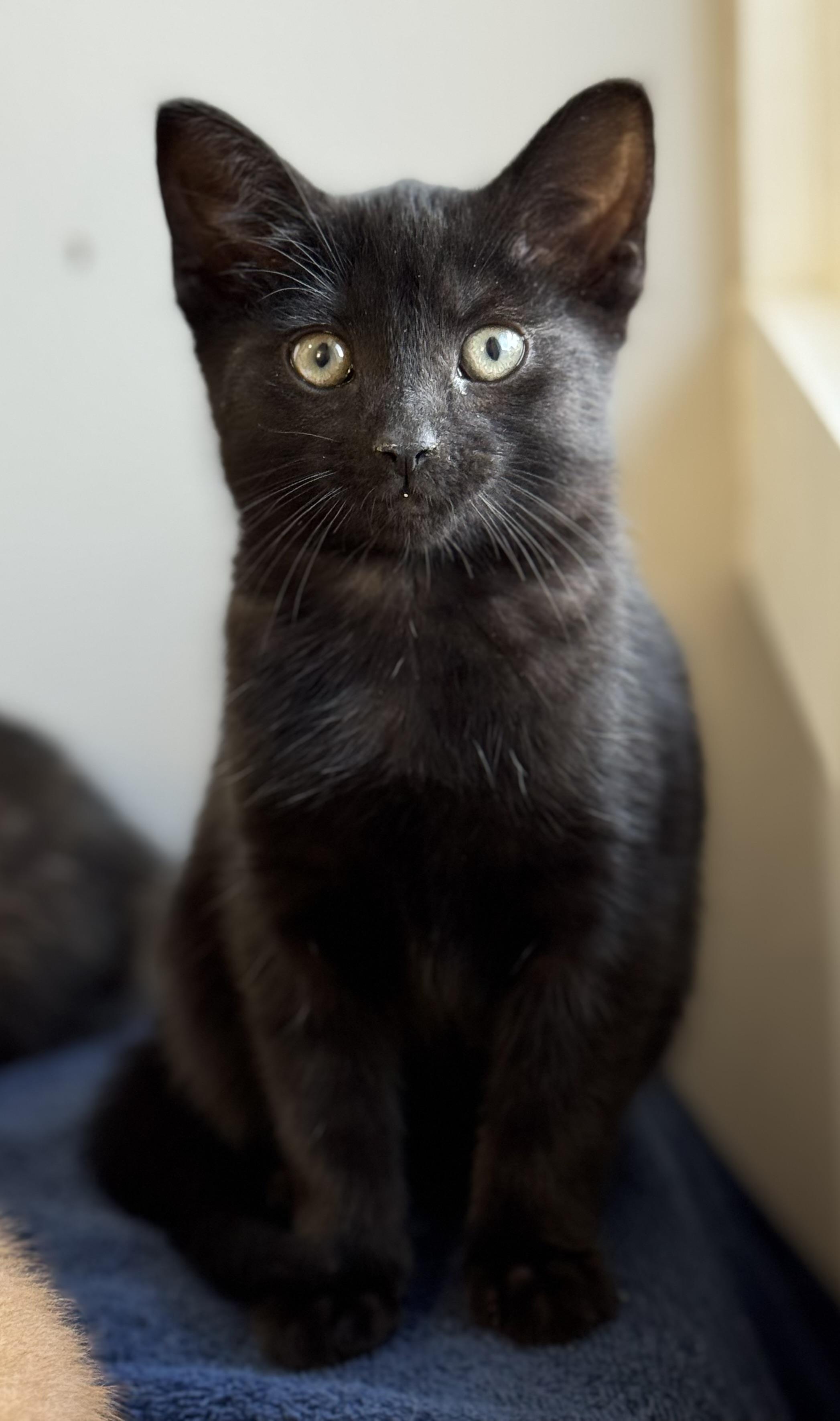 Monica, an adoptable Domestic Short Hair in Montclair, NJ image 5/6