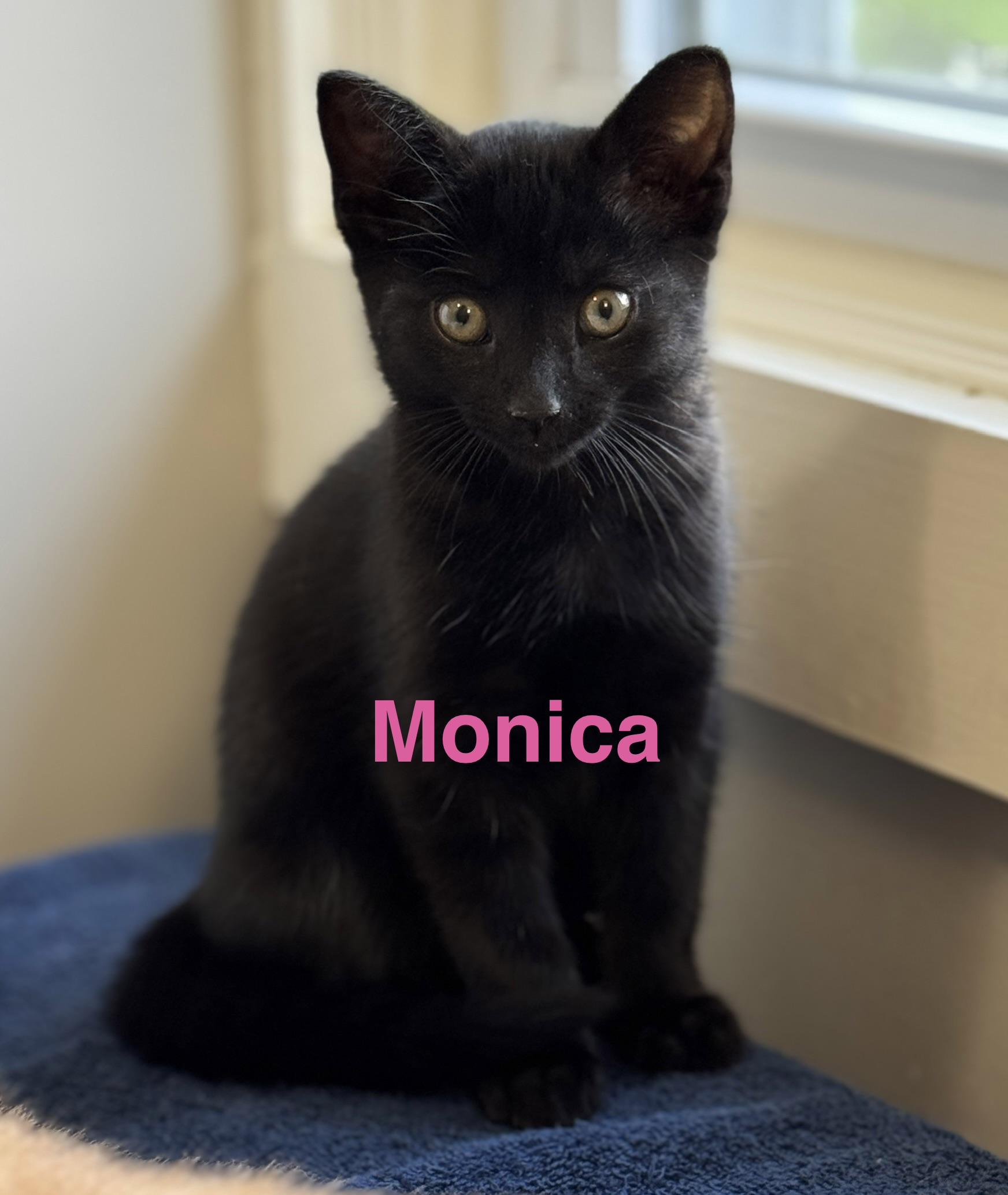 Monica, an adoptable Domestic Short Hair in Montclair, NJ image 4/6
