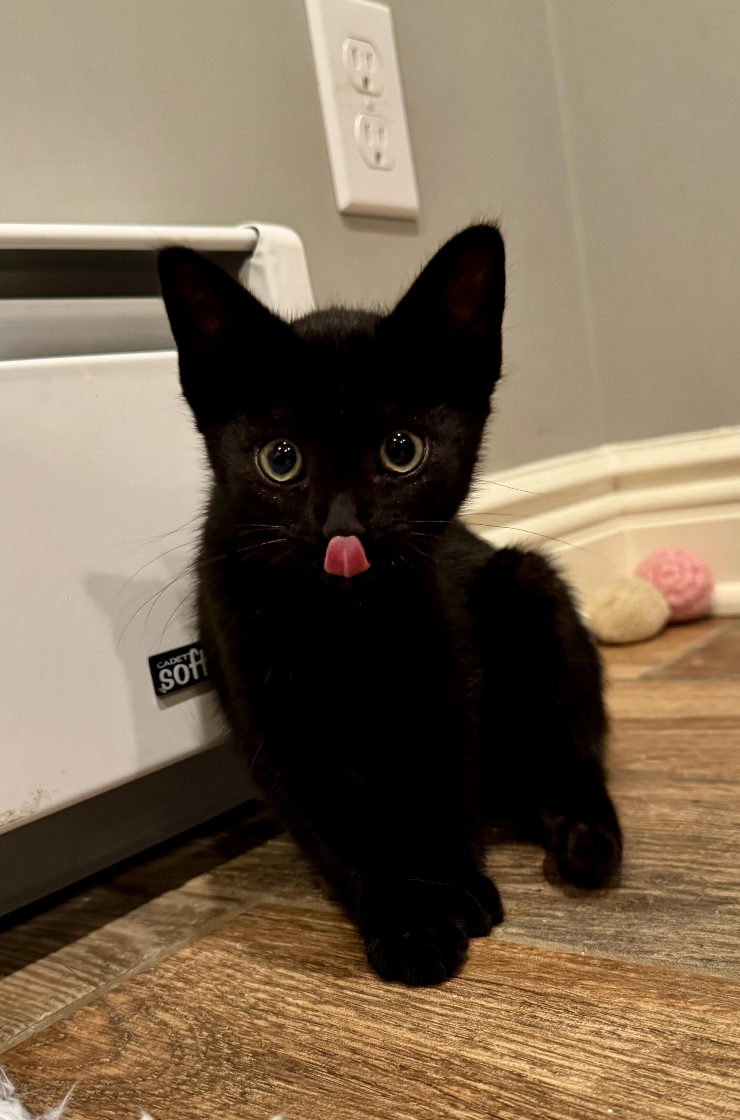 Monica, an adoptable Domestic Short Hair in Montclair, NJ image 6/6