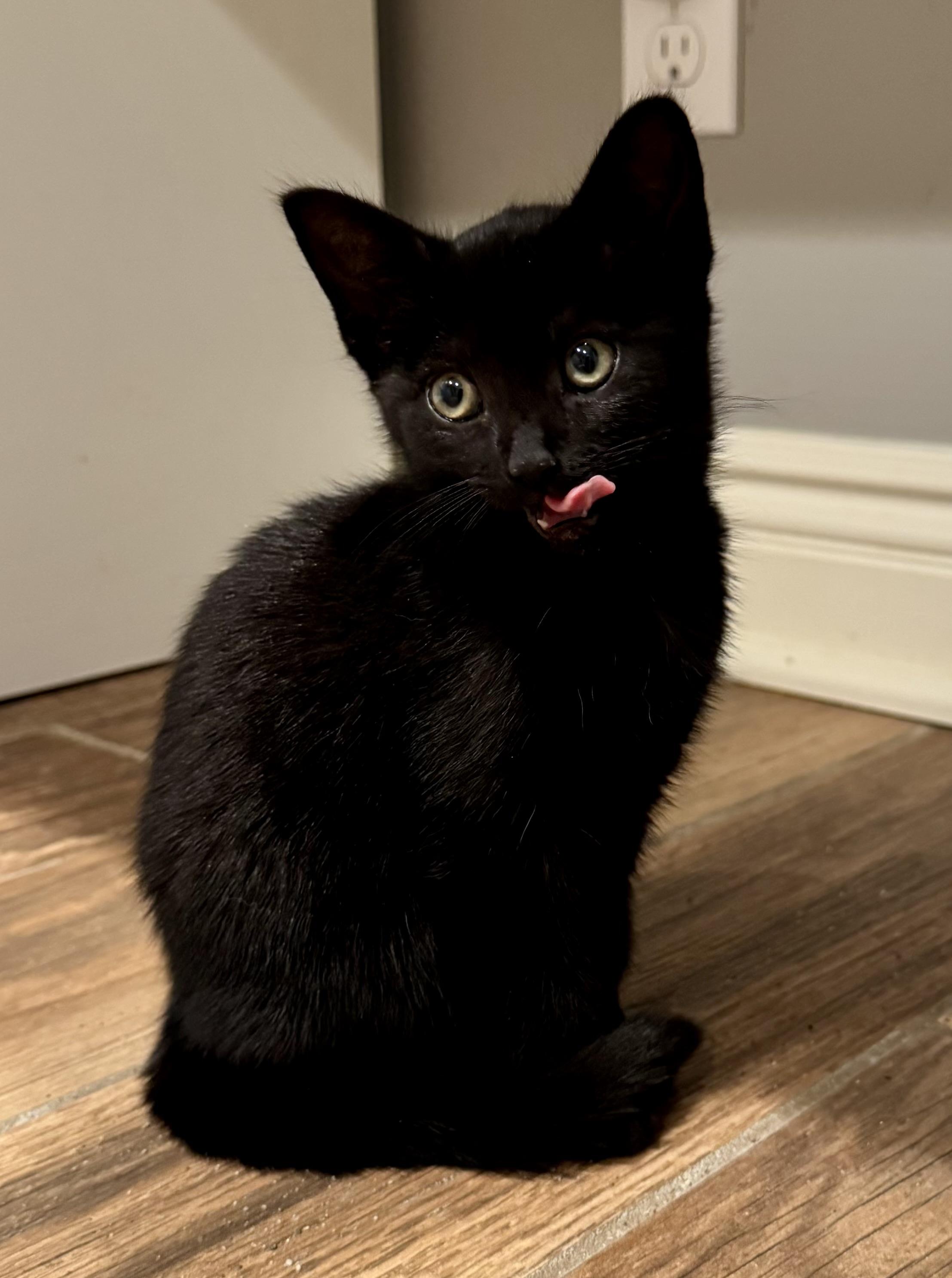 Monica, adoptable, Kitten Female Domestic Short Hair.