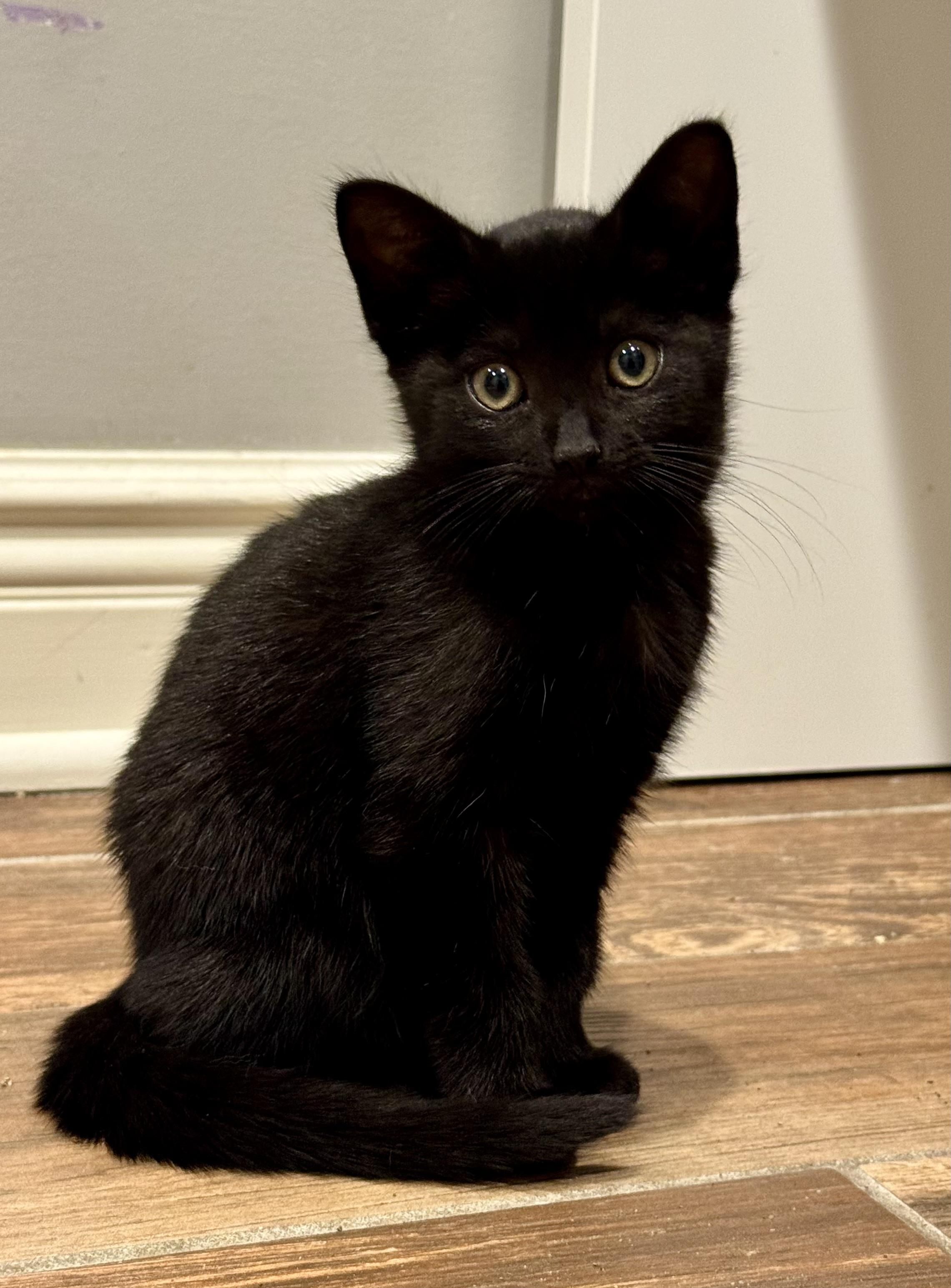 Monica, an adoptable Domestic Short Hair in Montclair, NJ image 2/6