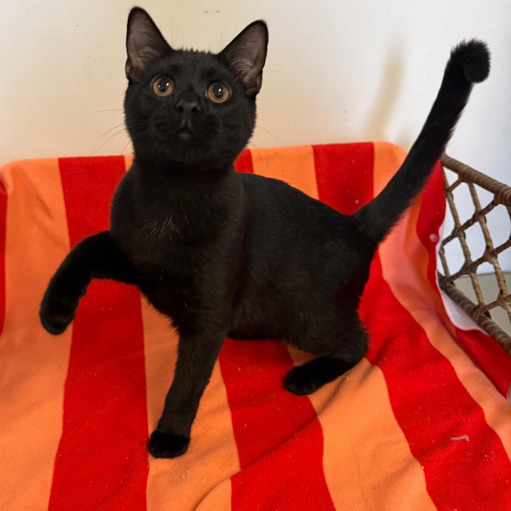 Leonardo, Adoptable, Young Male Domestic Short Hair.