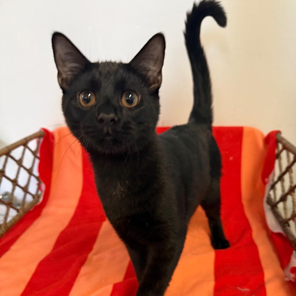 Enlarge Leonardo, a Adoptable Domestic Short Hair in Houston, TX image 2/2