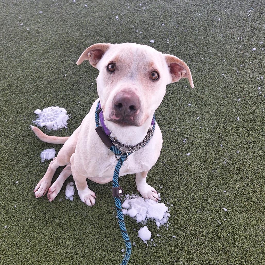 Edgar, a ADOPTABLE Mixed Breed in Cape Girardeau, MO image 4/4