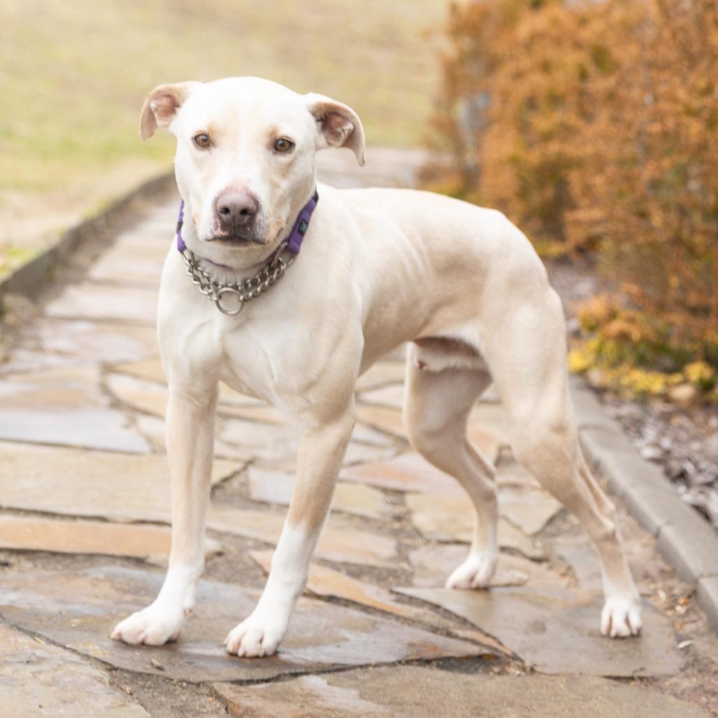 Edgar, a ADOPTABLE Mixed Breed in Cape Girardeau, MO image 2/4