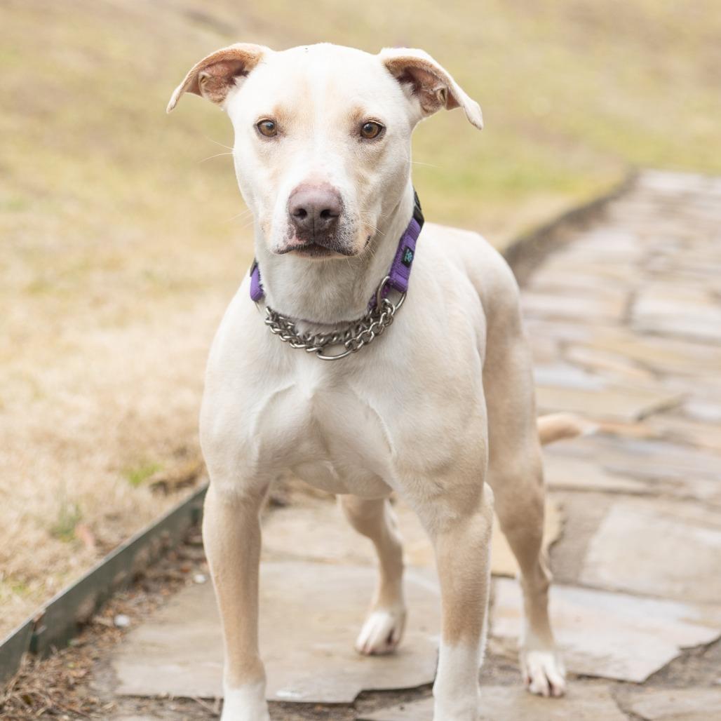 Edgar, ADOPTABLE, Adult Male Mixed Breed.