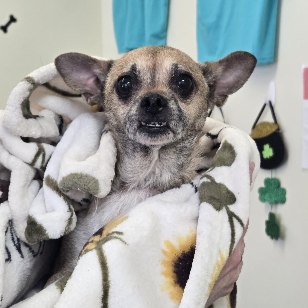Molly 26-063, Adoptable, Adult Female Chihuahua.