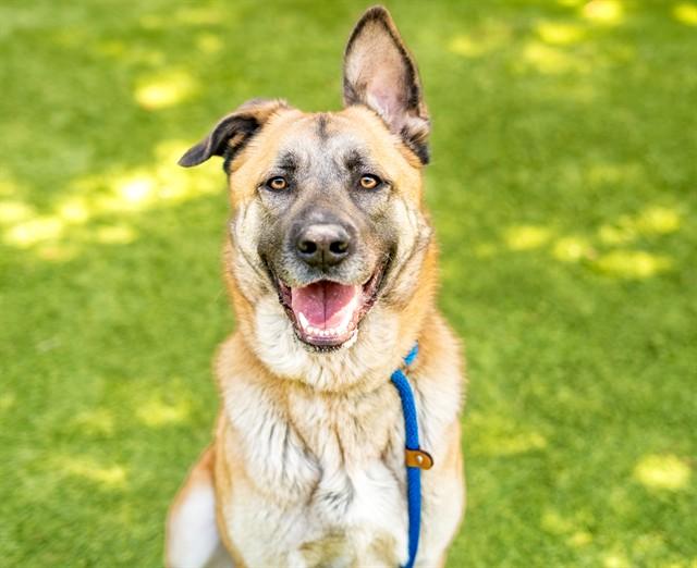 LULU, Adoptable, Young Female German Shepherd Dog.