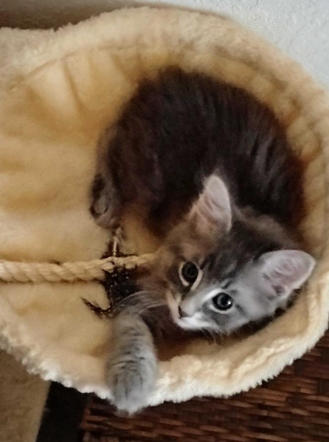 Earl Grey, a Adoptable Domestic Long Hair in Topeka, KS image 1/2