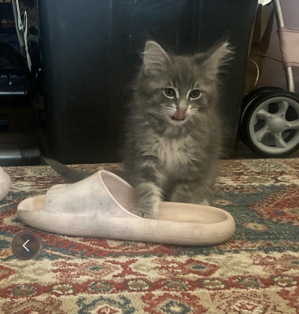 Earl Grey, a Adoptable Domestic Long Hair in Topeka, KS image 2/2