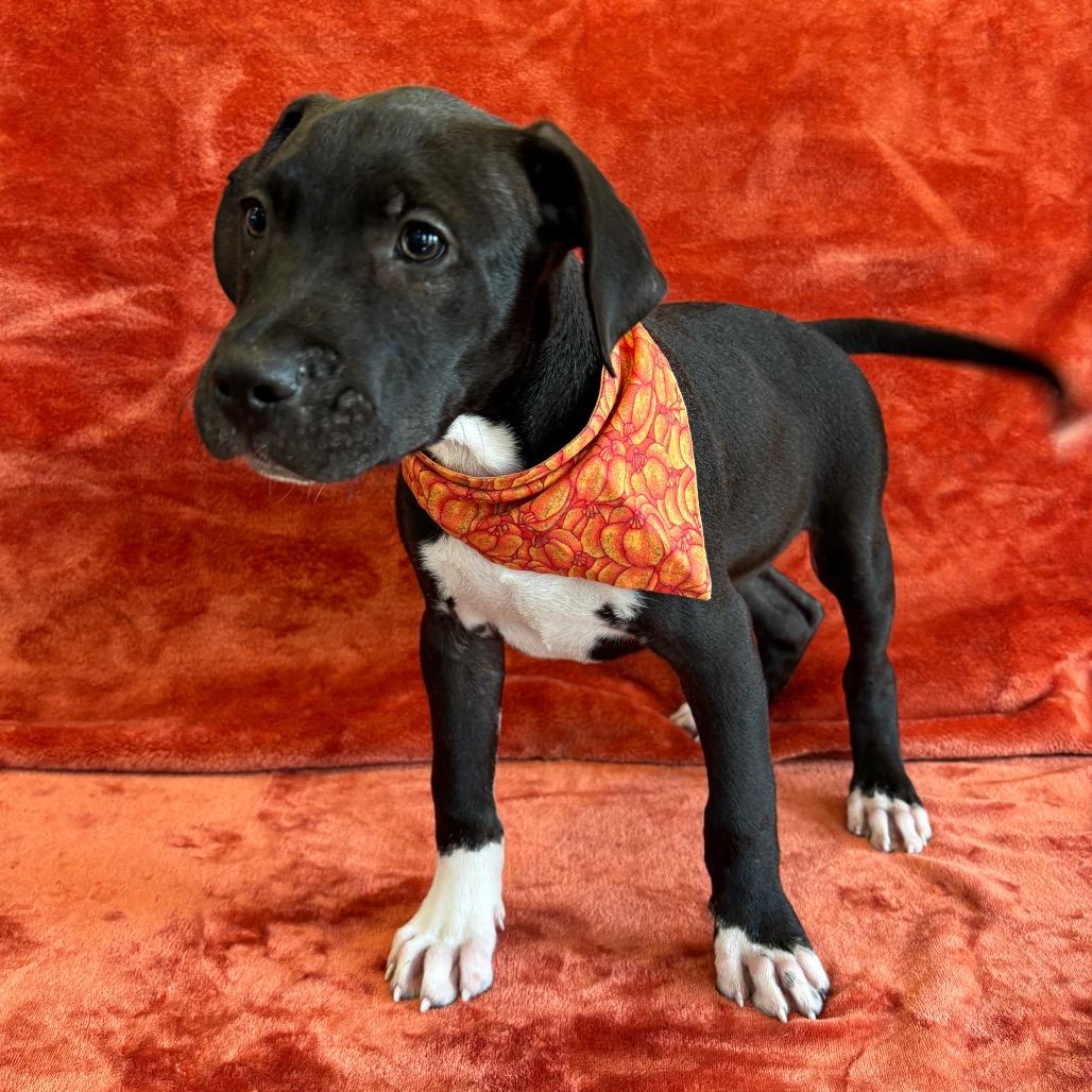 Enlarge Ranger, a Adoptable mixed breed in Nashville, TN image 1/4