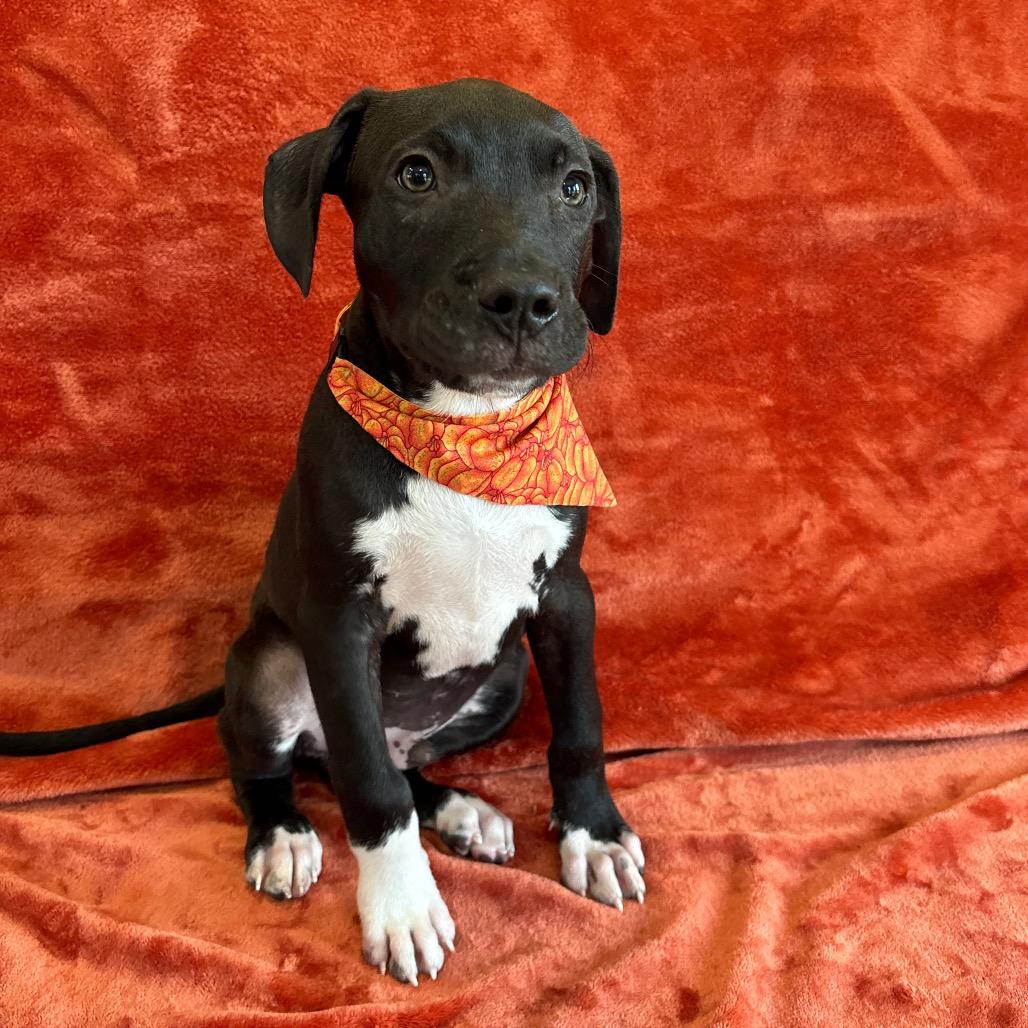 Enlarge Ranger, a Adoptable mixed breed in Nashville, TN image 2/4