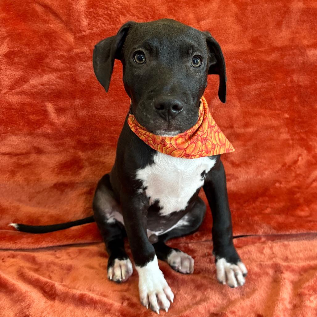 Enlarge Ranger, a Adoptable mixed breed in Nashville, TN image 3/4